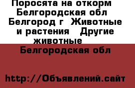 Поросята на откорм - Белгородская обл., Белгород г. Животные и растения » Другие животные   . Белгородская обл.